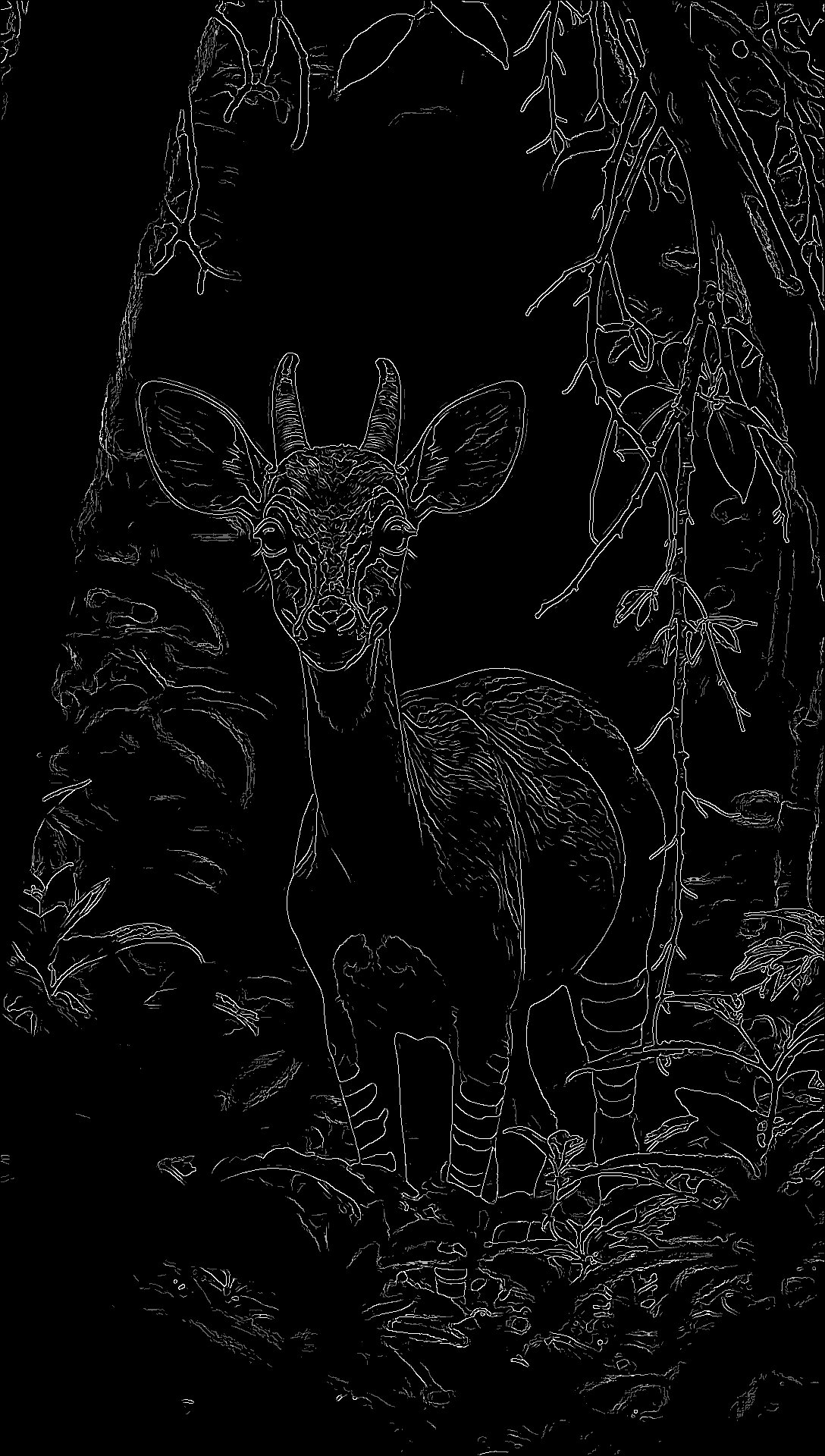 Okapi
