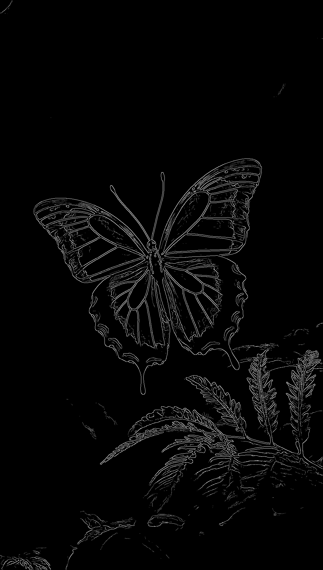 Blauer Morphofalter