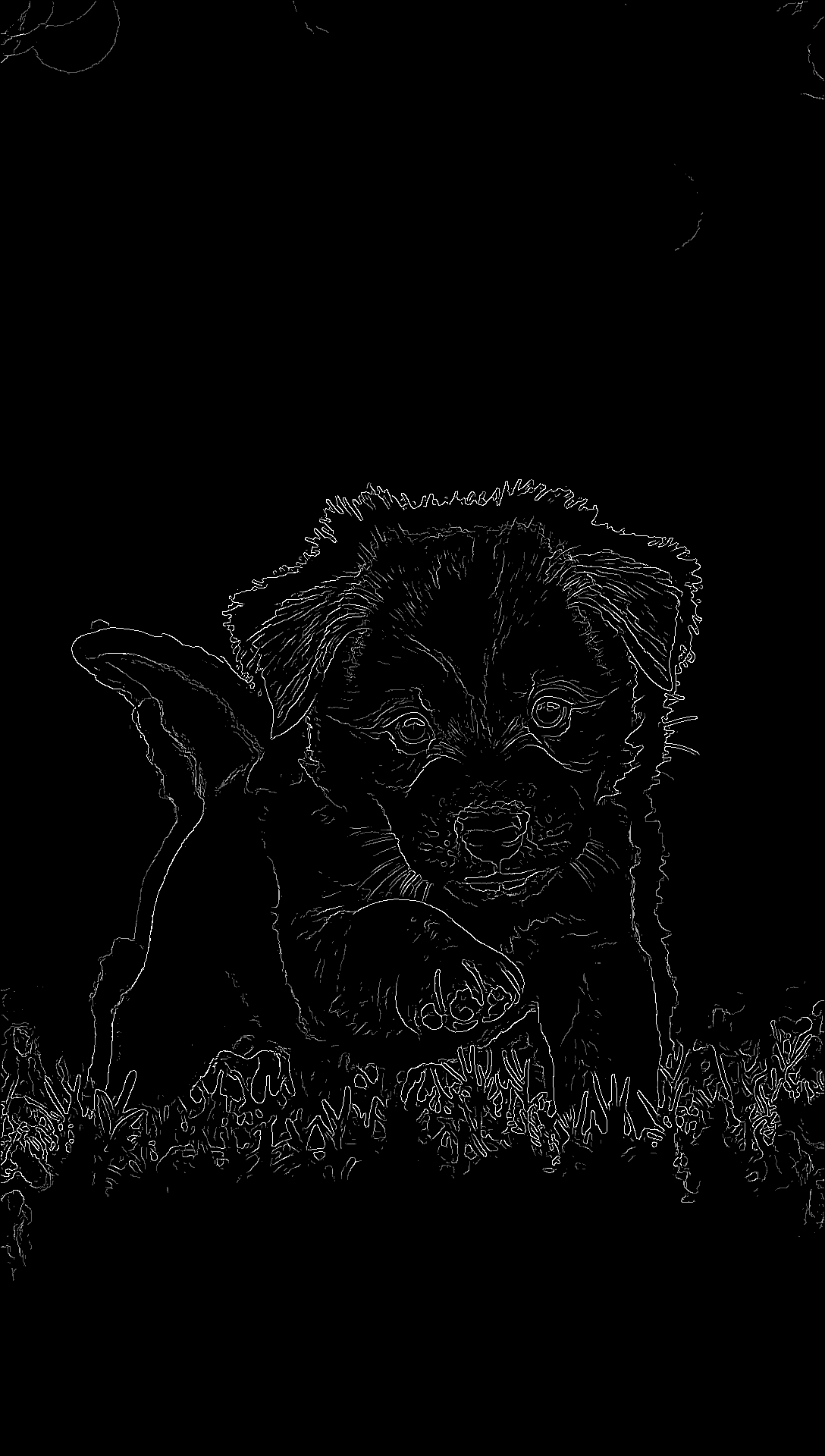 Cachorro