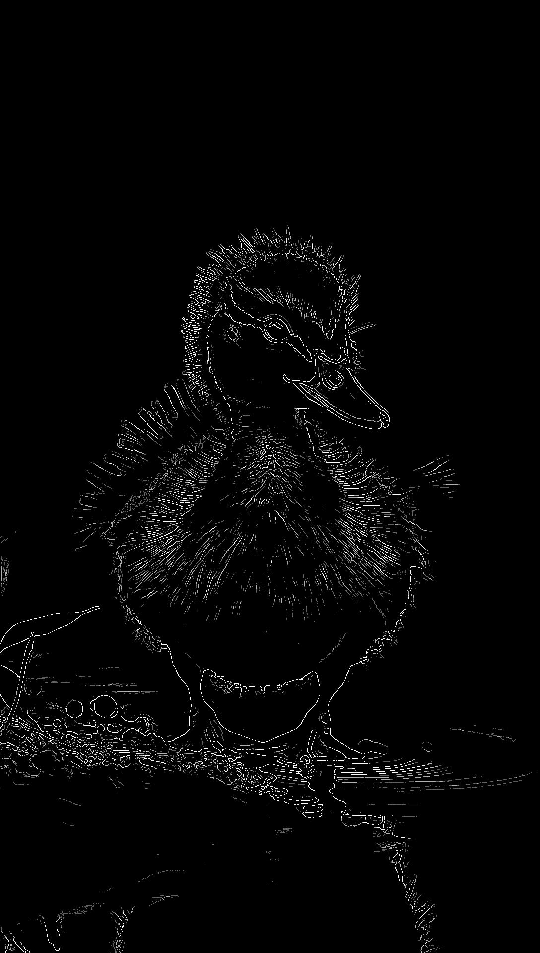 Patito