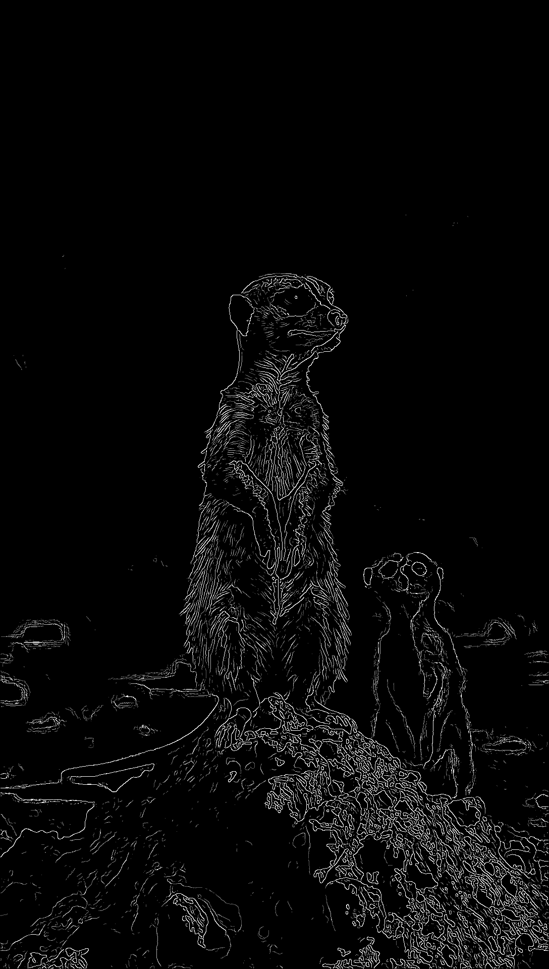 Suricate